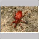 Apion frumentarium - Ruesselkaefer 4mm 01 Lehmgrube mit Sauerampfer.jpg